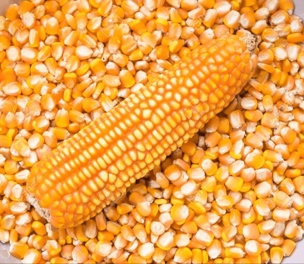 Dry Mature Maize